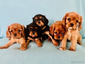 Cavalier King Charles Spaniel - Šteniatka s rodokmeňom