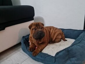 ⭐️SHAR-PEI šteniatko