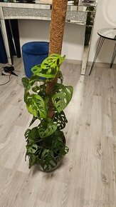 Monstera adansonii 0,5m vysoká