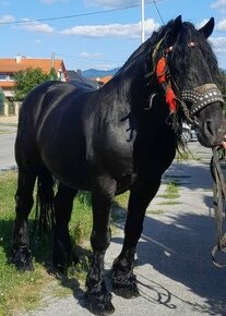 Predám žrebca Poliaka