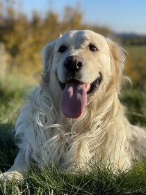 Krytie Zlatý Retriever