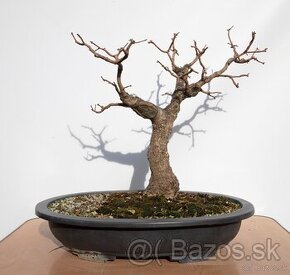 Bonsai, Bonsaj Javor Poľný