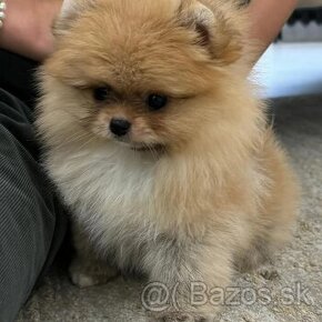 Pomeranian mini Boo