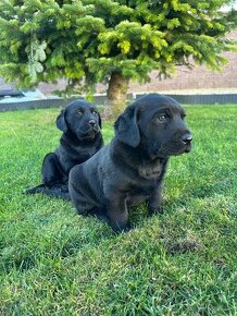 Predám čistokrvné šteniatka Labradora