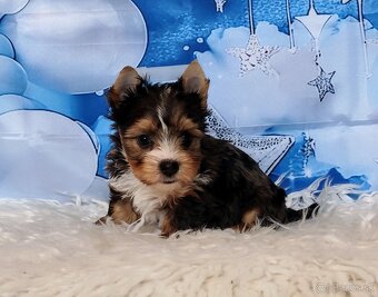 Yorkshire terrier s PP