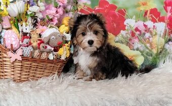 Yorkshire terrier s PP