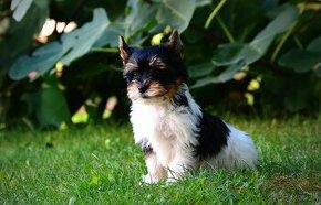 Biewer-yorkshirsky terrier  mini