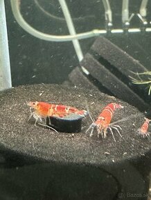 Krevetky Crystal Red (Caridina cf. cantonensis) - 1