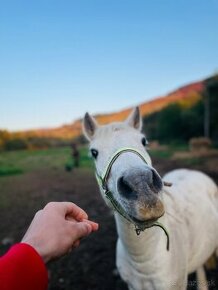 Pony