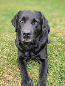 Ponúkam psa na krytie  - labrador retriever