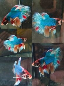 Betta Splendens -Bojovnica Pestrá