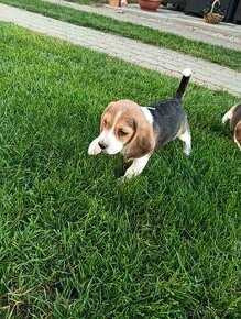 Bigel / Beagle