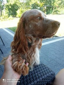 Cocker Spaniel Angielski