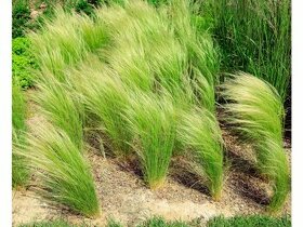 Kavýľ perovitý- okrasná tráva SEMENÁ