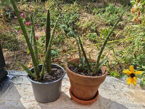 Ficus Elastica a sansevieria