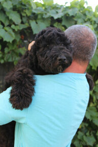 Labradoodle F1B