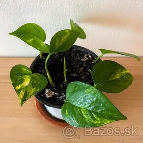 Potosovec Epipremnum Aureum "Divý Jano"