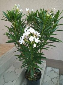 Oleander - 1