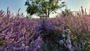 Levandula-lavande-,rušenie záhrady