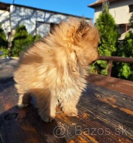 Oranžový špic -Pomeranian