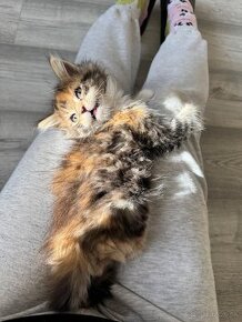 Main coon