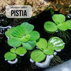 Plávajúca rastlina do akvária (miska) - Pistia, Salvinia