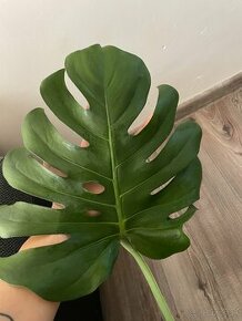 Monstera - 1