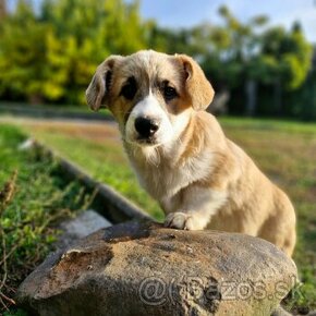 Welsh Corgi Pembroke s pp