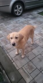 Pes labrador na krytie