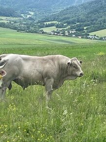 Plemenny byk charolais