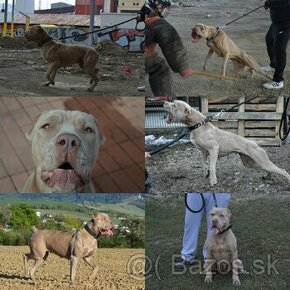 Bandog šteniatka