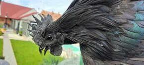 Ayam cemani