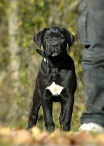 Cane corso s PP /FCI