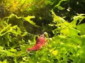 Neocaridina Bloody Mary - 1