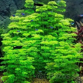 Rychlorastuce Akvarijne rastliny mix