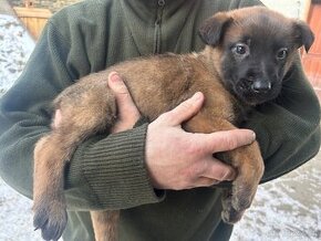 Belgicky ovčiak malinois