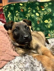 Belgicky ovčiak malinois