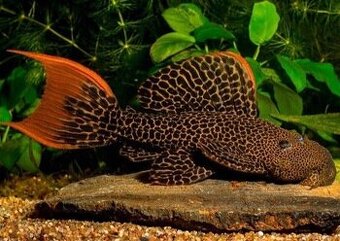 Prisavnik Pleco L600