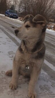 Krzenec husky s gangal  4 mesačný pes