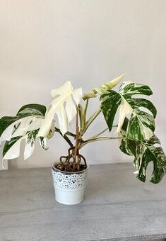 Monstera albo, philodendron florida ghost / golden dragon /