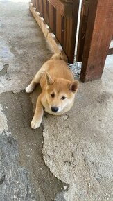 Shiba inú