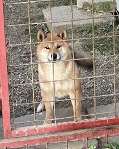 Shiba inu - 1