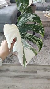 Monstera Albo Variegata