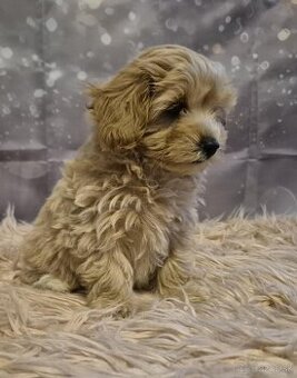 Maltipoo