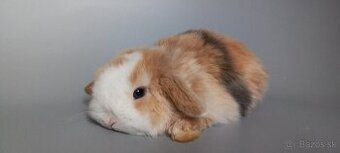 Mini Lop baranček