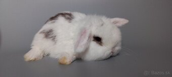 Mini Lop baranček