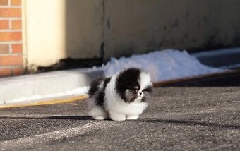 Čistokrvný mini pomeranian