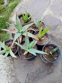 Kaktus Aloe vera