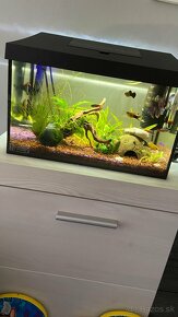 Predam komplet 25l akvarium s vybavenim aj s rybami - 1