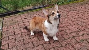 Welsh Corgi Pembroke s PP